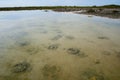 Lake Thetis Stromatolites Royalty Free Stock Photo