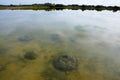 Lake Thetis Stromatolites Royalty Free Stock Photo