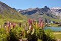 Lake of Tignes and flowers in France