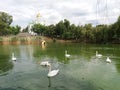 Lake with swans Royalty Free Stock Photo