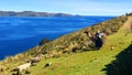 Moon island, Lake Titicaca Bolivia Royalty Free Stock Photo