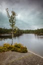 Birch at the lake, Tiveden national park, Sweden