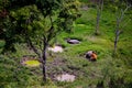 Buffalo Bathing around Lake Toba, Indonesia Royalty Free Stock Photo