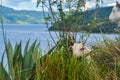 Lake Toba, North Sumatra, Indonesia Royalty Free Stock Photo