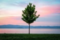 Lake Trasimeno (Umbria Italy) Royalty Free Stock Photo