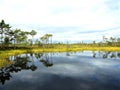 Lake and tree in Aukstumalos swamp, Lithuania