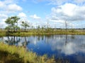 Lake and tree in Aukstumalos swamp, Lithuania