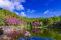 Lake Tree Khun Wang Inthanon Chiang Mai Thailand