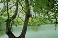 Lake through tree and leaves