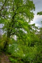 Lake and tree nature in fort Uhrich, Illkirch Royalty Free Stock Photo