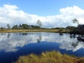 Beautiful small lake, trees and plants  in Aukstumalos swamp, Lithuania Royalty Free Stock Photo