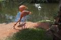 Pink flamingos and swans in the tropical garden