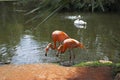 Pink flamingos and swan in a tropical environment