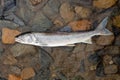 Lake Trout (Salvelinus namaycush)