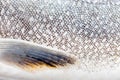 Lake Trout (Salvelinus namaycush) skin close-up