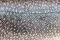 Lake Trout (Salvelinus namaycush) skin close-up