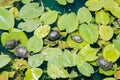 Lake Turtles Royalty Free Stock Photo