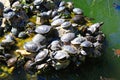 Lake with turtles in the National Gardens of Athens