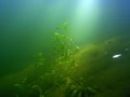 Lake under water