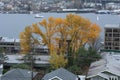 Lake Union, Autumn, Tree with yellow leaves Royalty Free Stock Photo