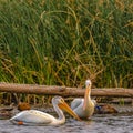 Lake Utah wildlife with pelicans and ducks