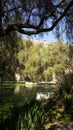 Lake with vegetation