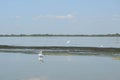Lake view with birds during a boat trip in the Danube Delta Royalty Free Stock Photo