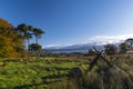 Rural scene, blue sky, autumn, green grass, withered tree trunk, tall grass, tall trees, Royalty Free Stock Photo