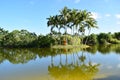 Lake view of the Palm Trees Royalty Free Stock Photo