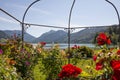 Lake view schliersee through gazebo with roses and clematis