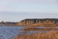 Lake view with seagrass and forest in background