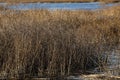 Lake view with seagrass and forest in background