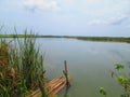 Lake with aquatic plants point of view