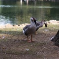 The lake of Villa Borghese, the temple of Aesculapius.