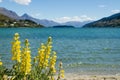 Lake Wakatipu & yellow lupines Royalty Free Stock Photo