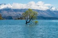 The Lone tree of lake Wanaka the fouth largest lake of New Zealand in spring season. Royalty Free Stock Photo