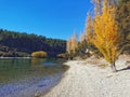 Lake Wanaka shoreline with golden autumn trees Royalty Free Stock Photo