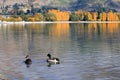 Lake Wanaka,South Island New Zealand.