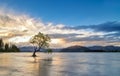 Lake Wanaka on sunset, wanaka tree New Zealand Royalty Free Stock Photo