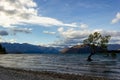 Lake Wanaka Tree at Sunset - the Most Photographed Tree in New Zealand, Wanaka Royalty Free Stock Photo