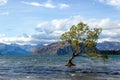 Lake Wanaka Tree at Sunset - the Most Photographed Tree in New Zealand, Wanaka Royalty Free Stock Photo