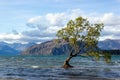 Lake Wanaka Tree at Sunset - the Most Photographed Tree in New Zealand, Wanaka Royalty Free Stock Photo