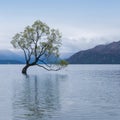 Lake Wanaka lonely tree, New Zealand Royalty Free Stock Photo