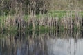 Lake water green grass Royalty Free Stock Photo