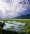 Lake of water-lilies Royalty Free Stock Photo