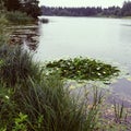 Lake with water lilies Royalty Free Stock Photo