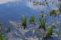 Lake with water lily and bulrush plants, fishing place, pond with blue water, lake travel background, nature landscape