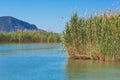 Lake water with reed grass cane marsh natural Royalty Free Stock Photo