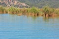 Lake water with reed Royalty Free Stock Photo