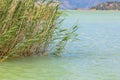 Lake water with reed grass summer landscape Royalty Free Stock Photo